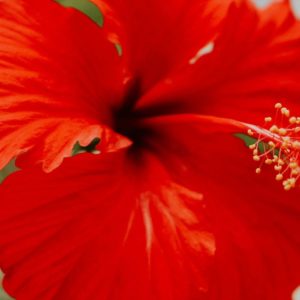 Flor de Maga Rings